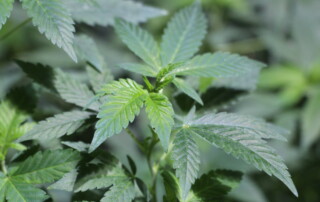 Cannabis Marihuana von Hanfmagazin / pixelio.de