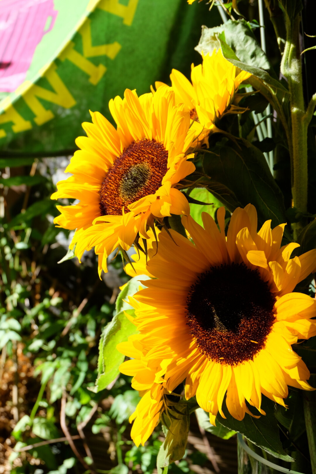 Sommerfest Grüne Fraktion und des Grünen Kreisverbands Xhain - save the Date