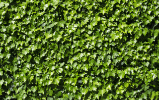 Grüne Wand aus Efeu von ThommyWeiss / pixelio.de