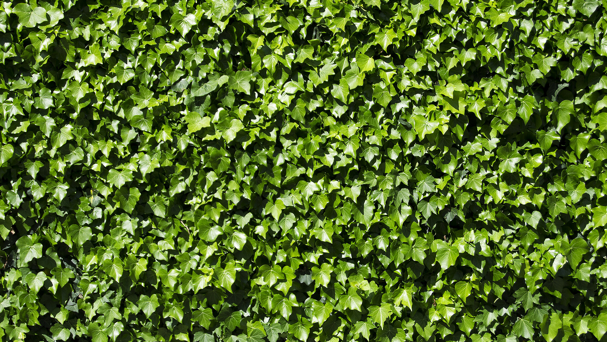 Grüne Wand aus Efeu von ThommyWeiss / pixelio.de
