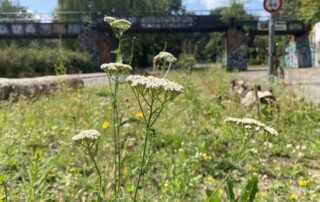 Wiese am Görlitzer Ufer