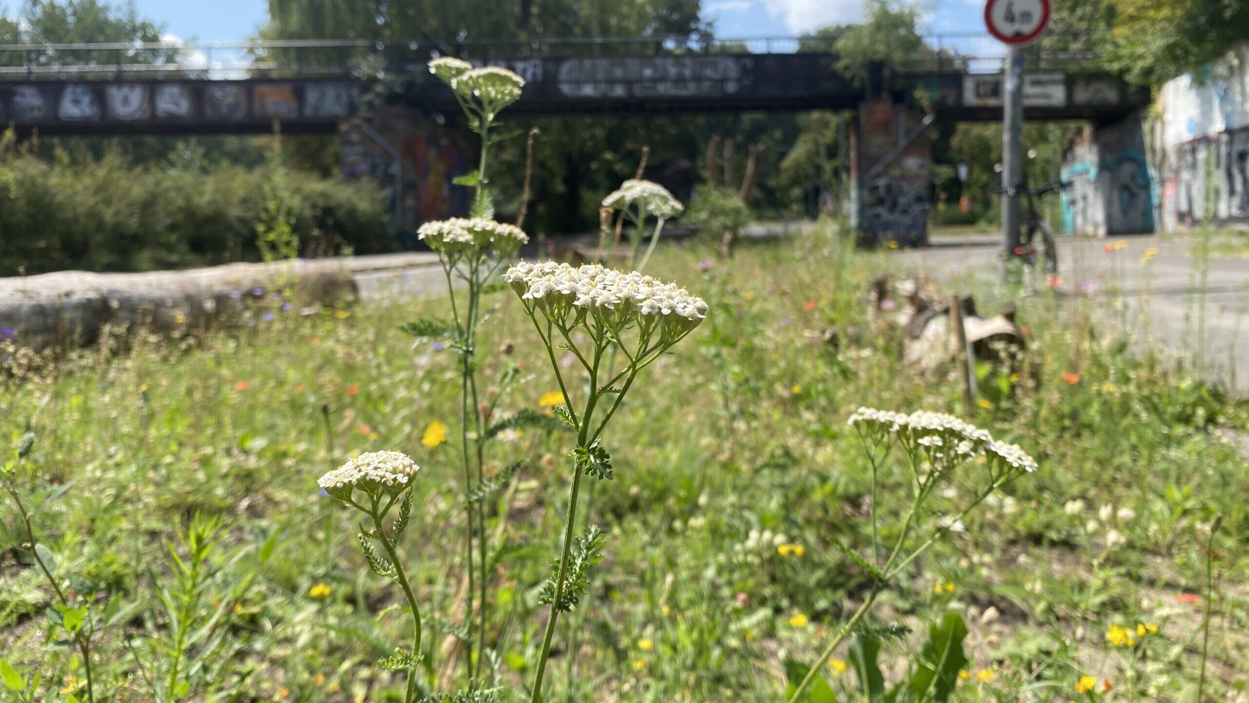 Wiese am Görlitzer Ufer