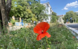 Görlitzer Ufer Sommer
