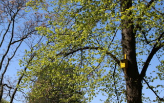Baum im Volkspark Friedrichshain